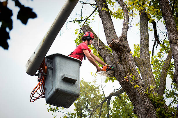 Best Storm Damage Tree Cleanup  in Shark River Hills, NJ